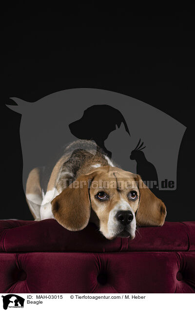 Beagle / Beagle / MAH-03015