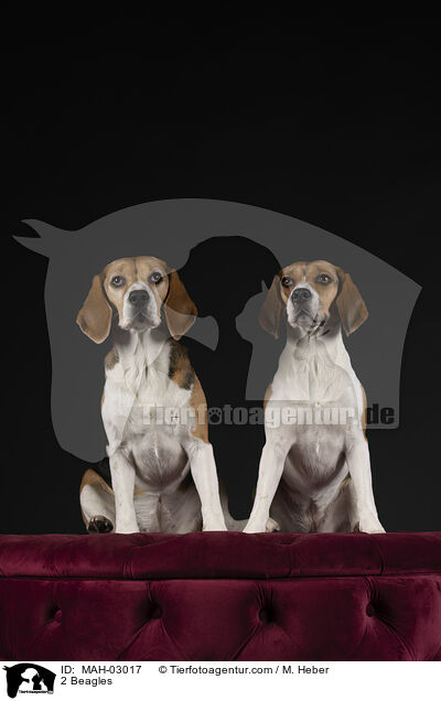 2 Beagles / 2 Beagles / MAH-03017