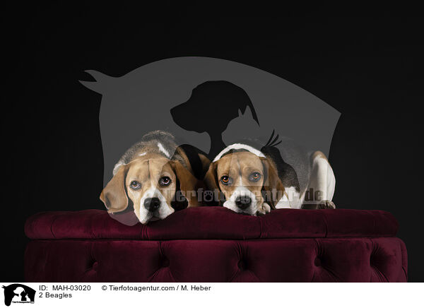 2 Beagles / 2 Beagles / MAH-03020