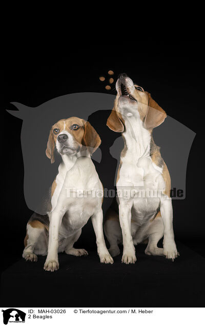 2 Beagles / 2 Beagles / MAH-03026