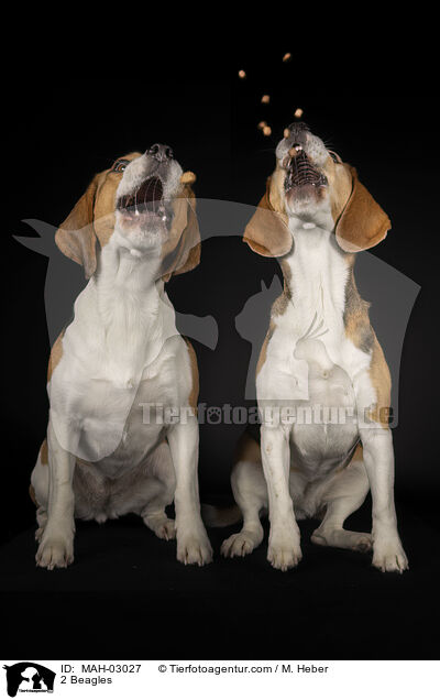 2 Beagles / 2 Beagles / MAH-03027