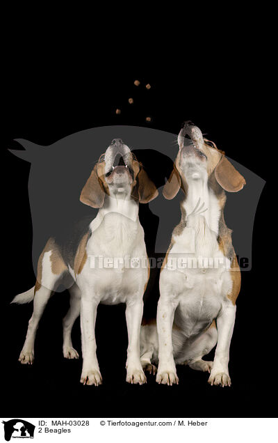 2 Beagles / 2 Beagles / MAH-03028