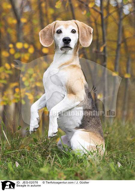 Beagle im Herbst / Beagle in autumn / JEG-02076