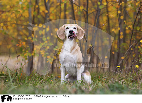 Beagle im Herbst / Beagle in autumn / JEG-02077