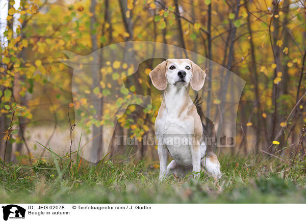 Beagle im Herbst / Beagle in autumn / JEG-02078