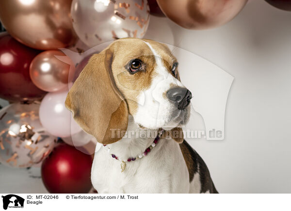 Beagle / Beagle / MT-02046