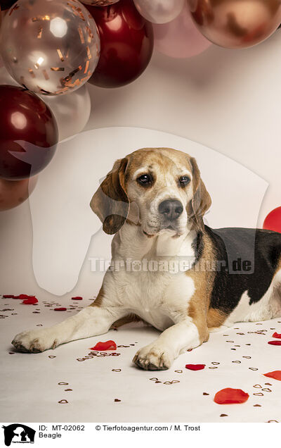 Beagle / Beagle / MT-02062