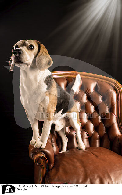 Beagle / Beagle / MT-02115