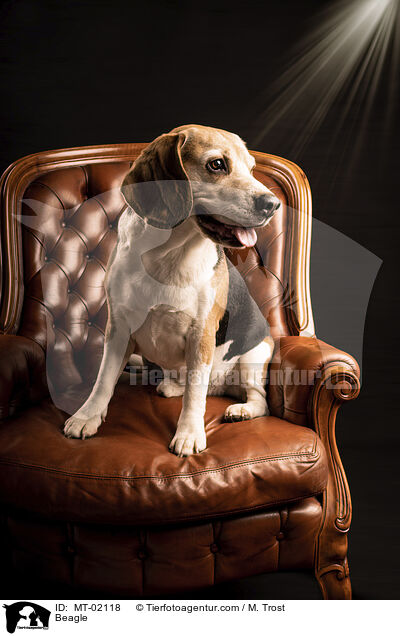Beagle / Beagle / MT-02118