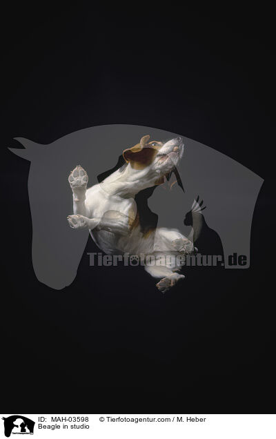 Beagle im Studio / Beagle in studio / MAH-03598