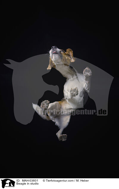 Beagle im Studio / Beagle in studio / MAH-03601