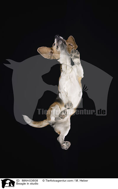 Beagle im Studio / Beagle in studio / MAH-03608