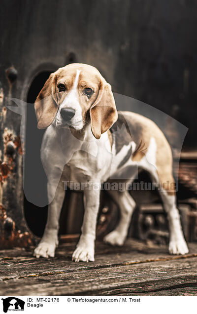 Beagle / Beagle / MT-02176