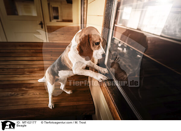 Beagle / Beagle / MT-02177