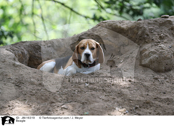Beagle / Beagle / JM-16319