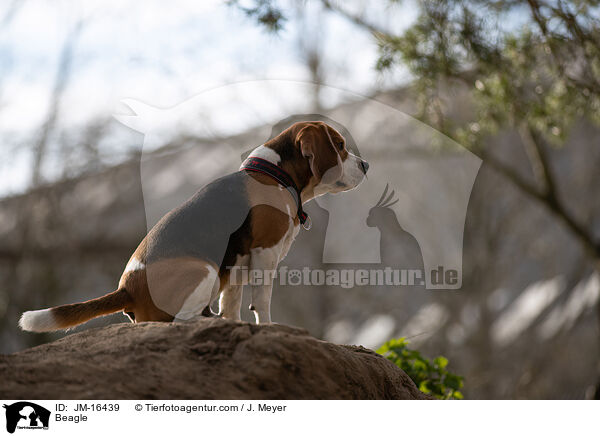 Beagle / Beagle / JM-16439