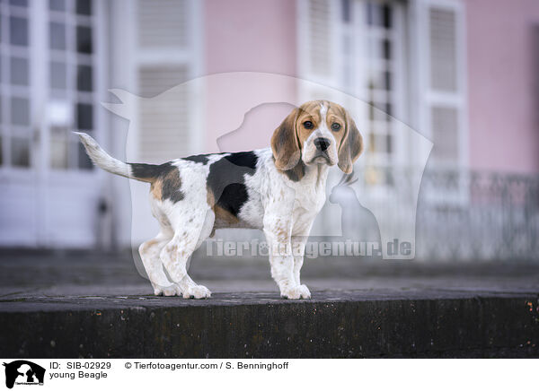junger Beagle / young Beagle / SIB-02929
