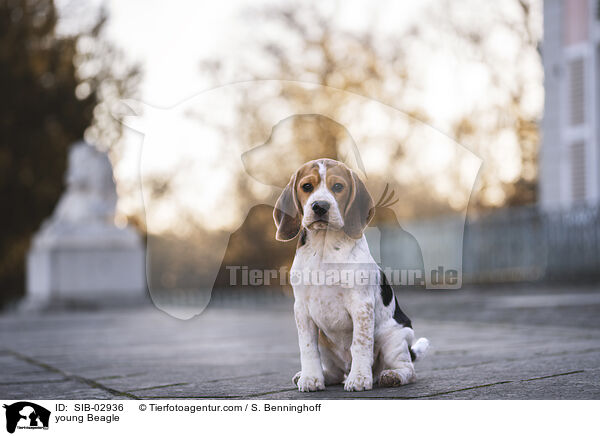 junger Beagle / young Beagle / SIB-02936