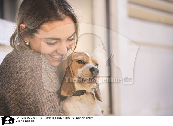 junger Beagle / young Beagle / SIB-02939