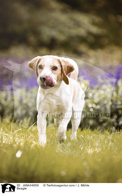 Beagle / Beagle / JAM-04859