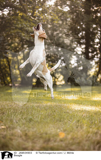 Beagle / JAM-04903