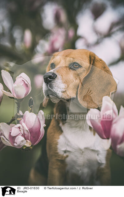 Beagle / Beagle / JRO-01630