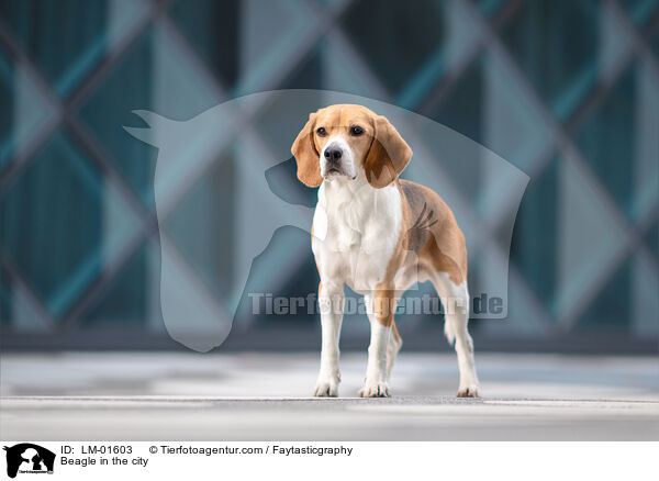 Beagle in the city / LM-01603