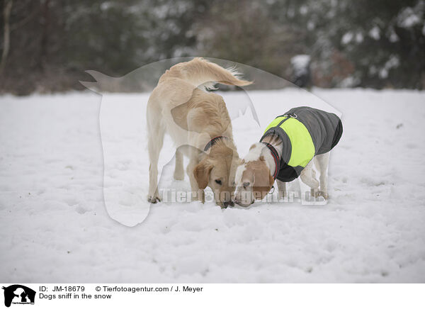 Hunde schnffeln im Schnee / Dogs sniff in the snow / JM-18679