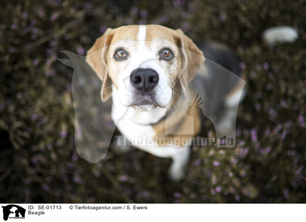 Beagle / Beagle / SE-01713