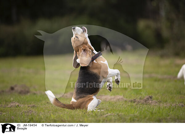 Beagle / Beagle / JM-19454