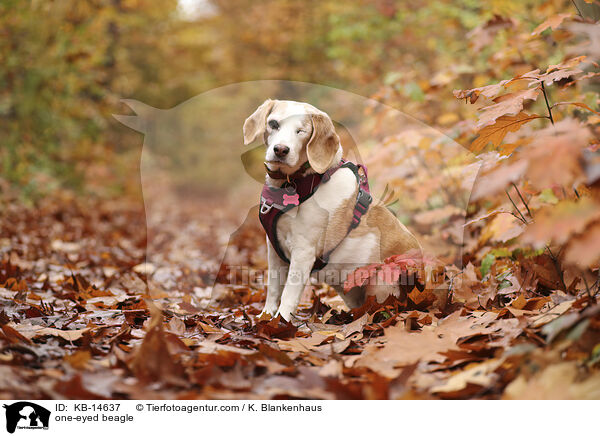 one-eyed beagle / KB-14637