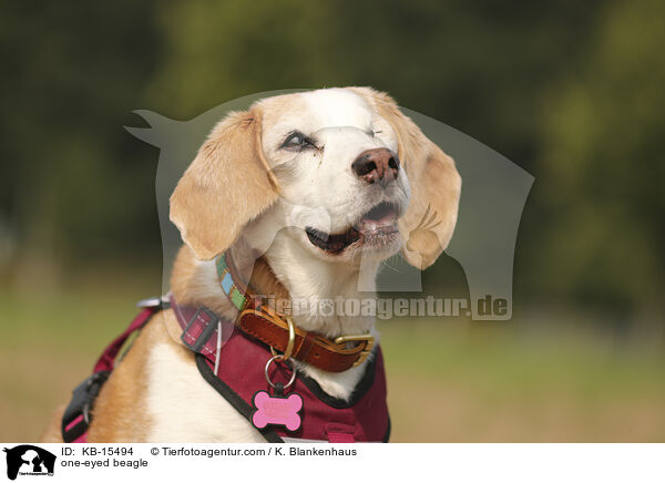 einugiger Beagle / one-eyed beagle / KB-15494