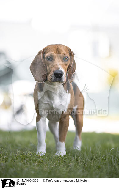 Beagle / Beagle / MAH-04309