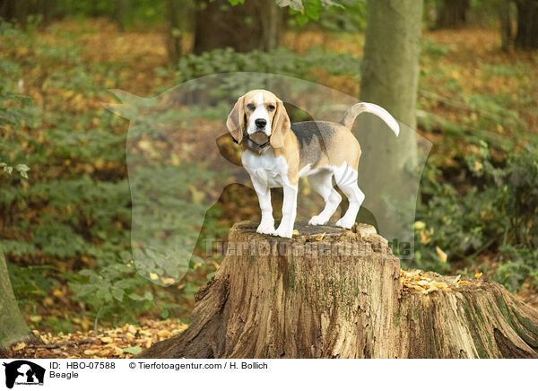 Beagle / Beagle / HBO-07588