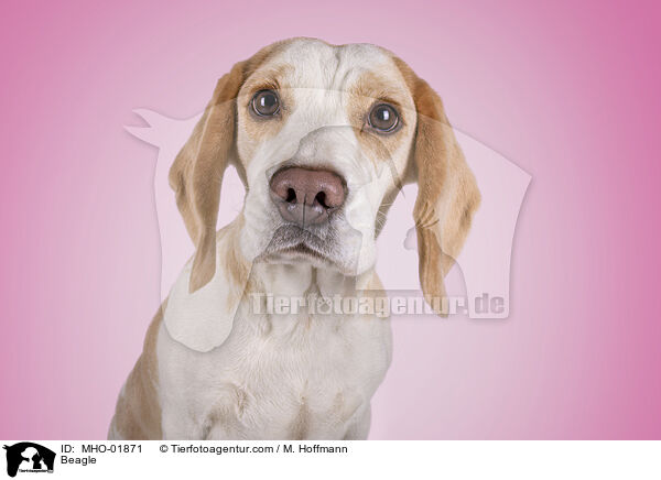 Beagle / Beagle / MHO-01871