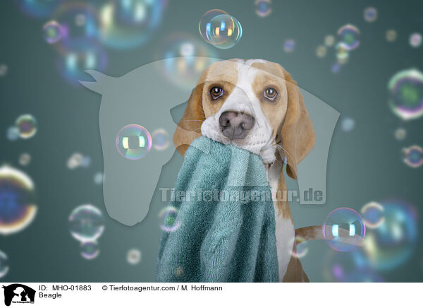 Beagle / Beagle / MHO-01883