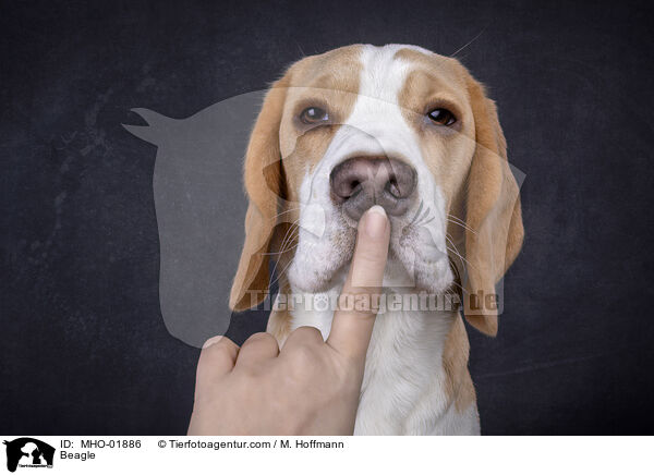 Beagle / Beagle / MHO-01886