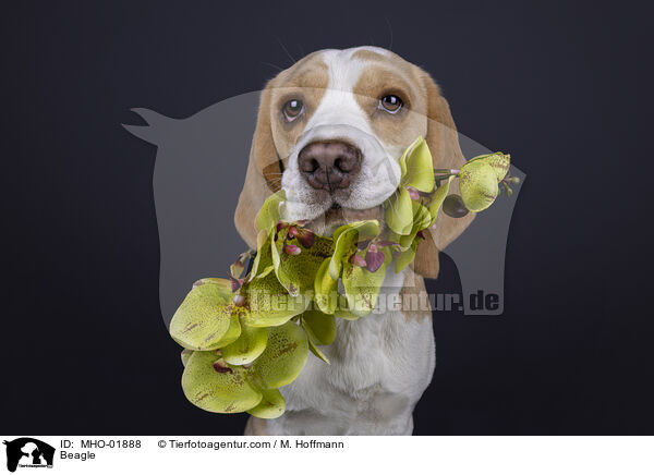 Beagle / Beagle / MHO-01888