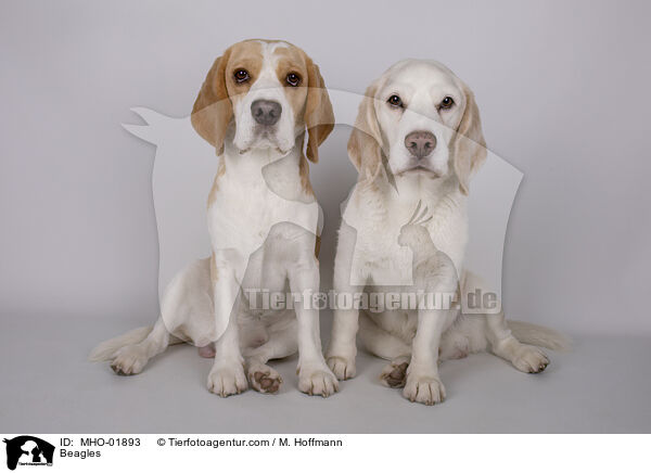 Beagles / Beagles / MHO-01893