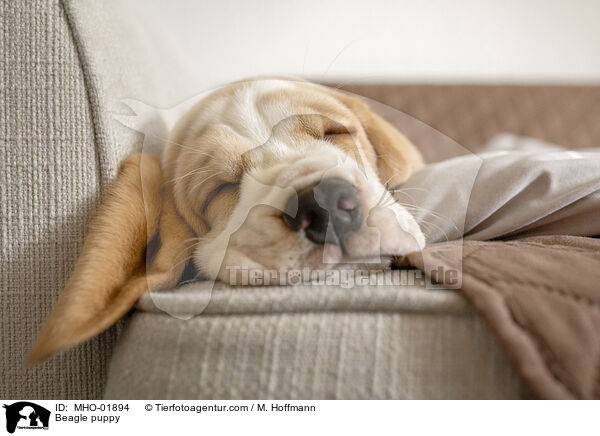 Beagle Welpe / Beagle puppy / MHO-01894
