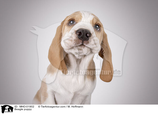 Beagle Welpe / Beagle puppy / MHO-01902