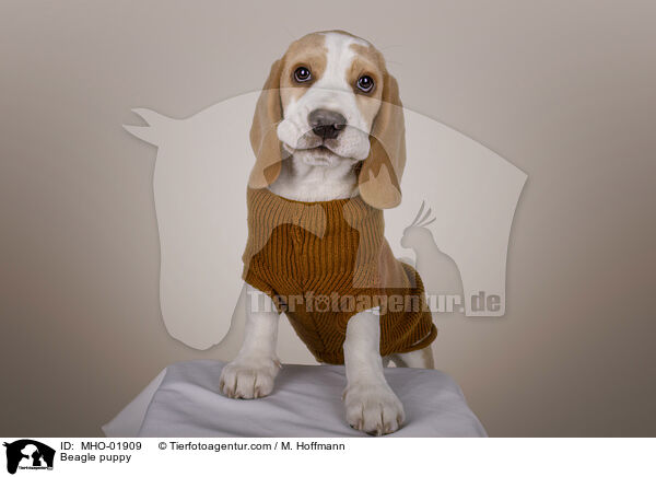 Beagle Welpe / Beagle puppy / MHO-01909