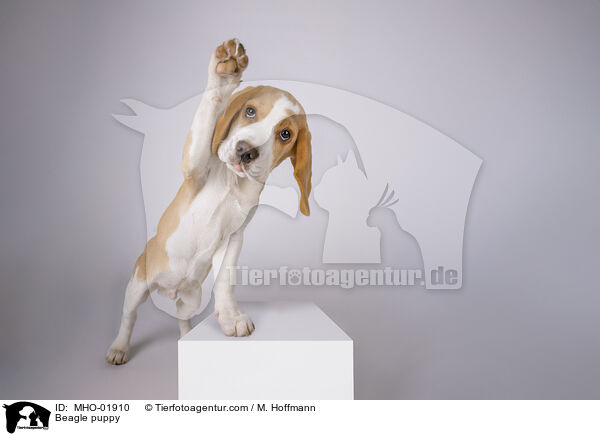 Beagle Welpe / Beagle puppy / MHO-01910