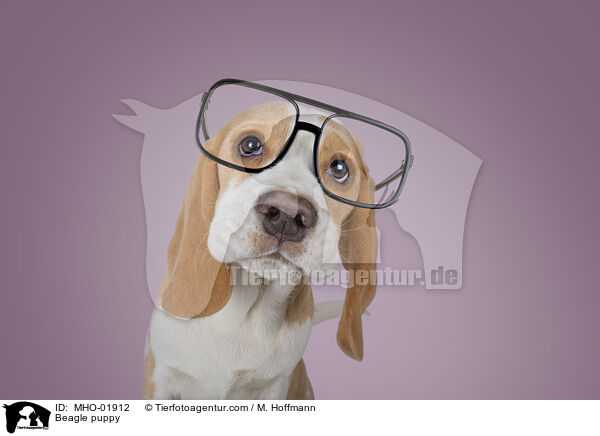 Beagle Welpe / Beagle puppy / MHO-01912