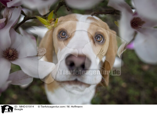Beagle / Beagle / MHO-01914