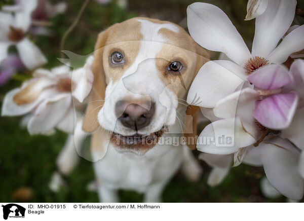 Beagle / Beagle / MHO-01915
