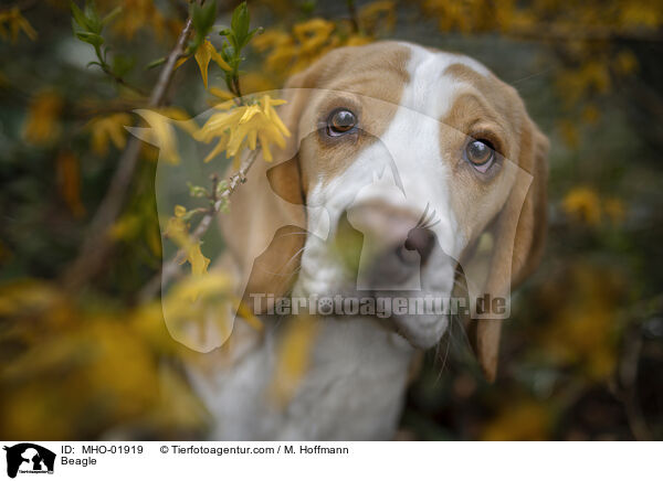 Beagle / Beagle / MHO-01919