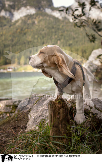 Beagle Welpe / Beagle puppy / MHO-01921