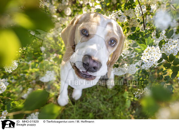 Beagle Welpe / Beagle puppy / MHO-01929