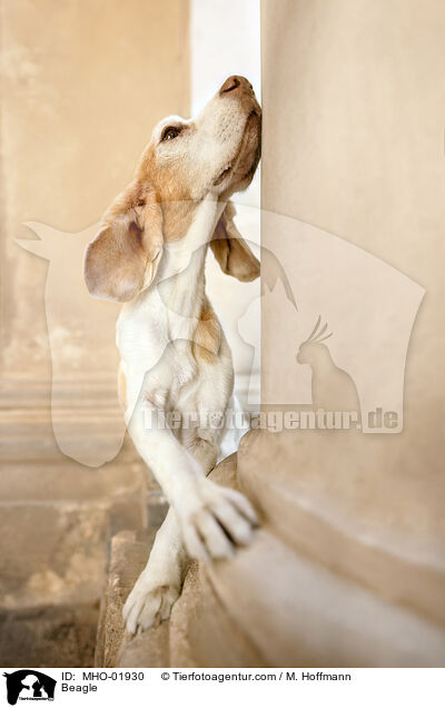 Beagle / Beagle / MHO-01930